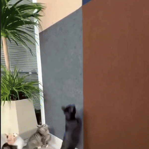 SCRATCHICAT - Protection efficace contre les griffures pour surfaces lisses