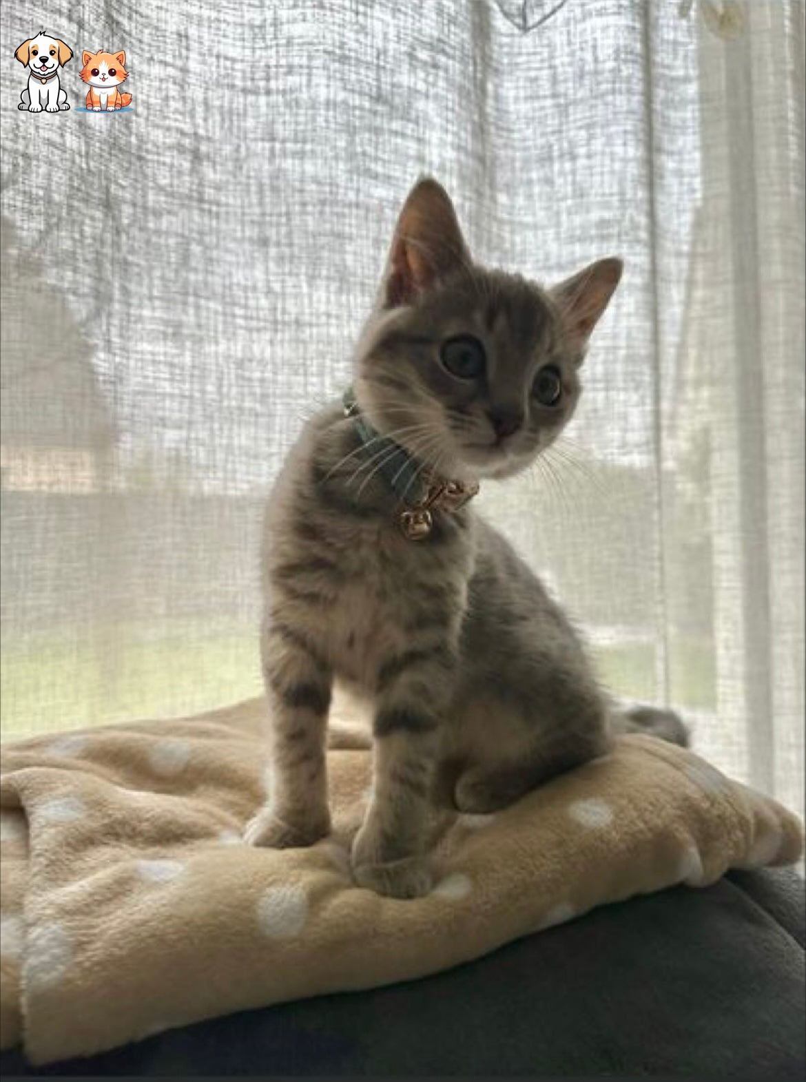 Personalized Sky Blue Corduroy Cat Collar