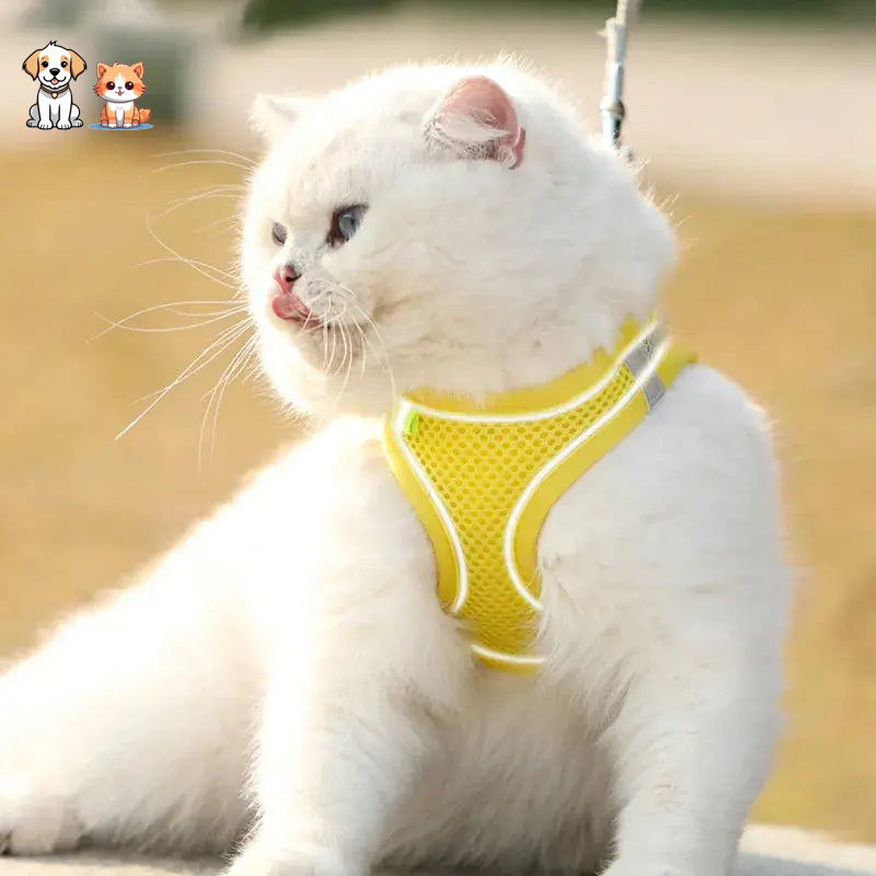 Lightweight and Comfortable Harness Style Kitten Leash