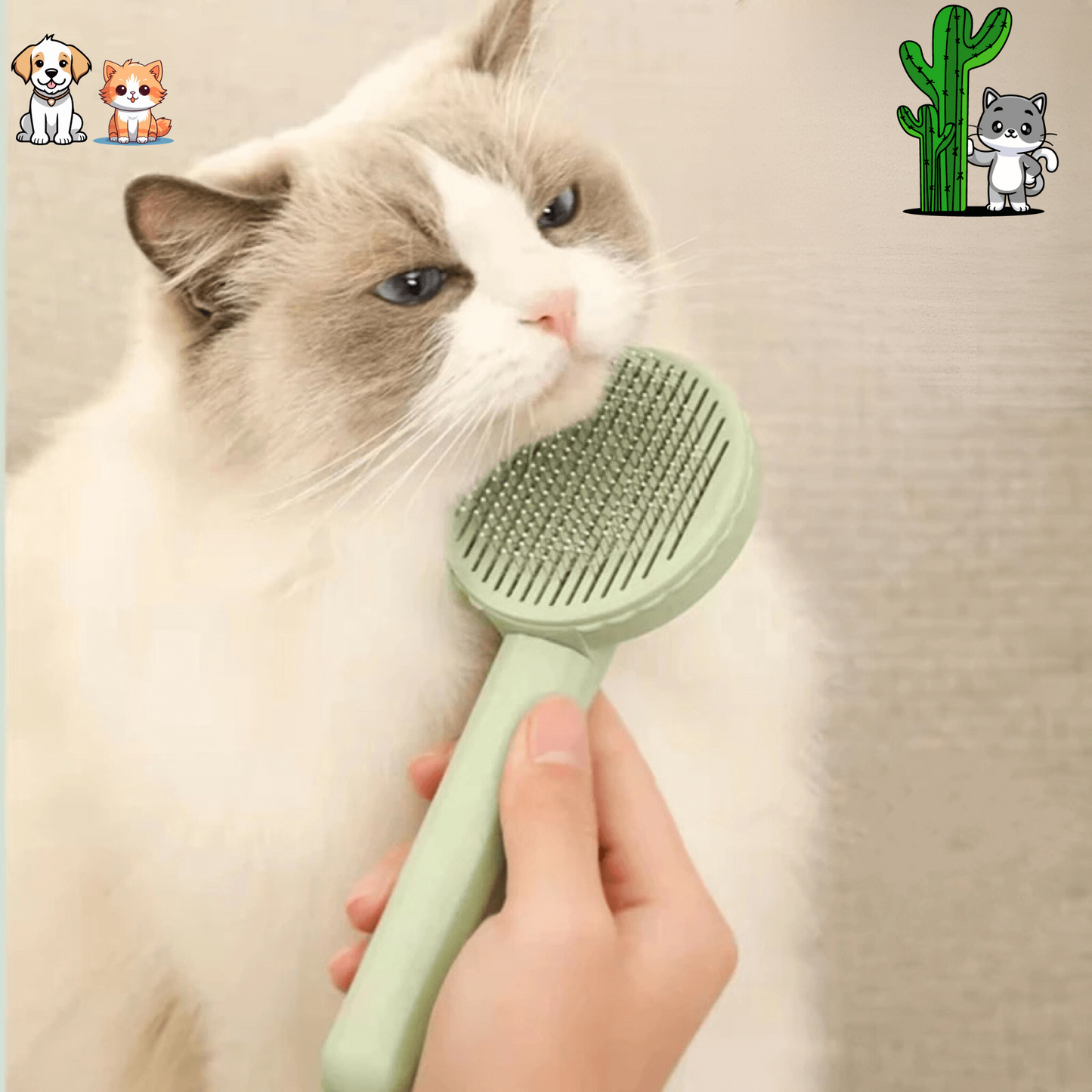 La brosse cactus