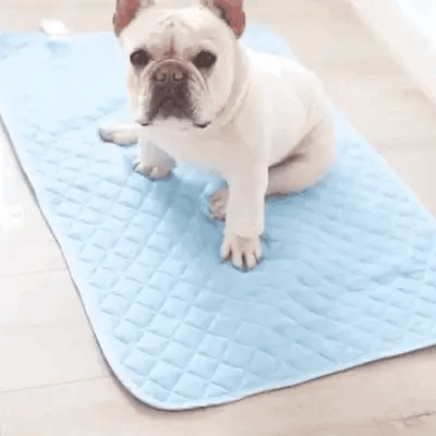 AnimalFreeze | Tapis rafraîchissant pour chien et chat – En promo ! 🔥