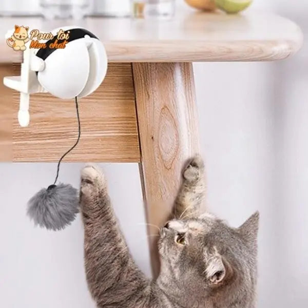 Balle Interactive pour chat - Attrap'Ball™