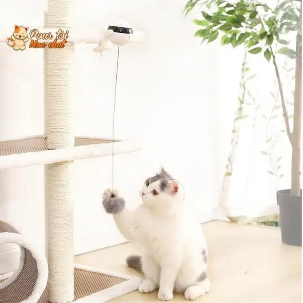 Balle Interactive pour chat - Attrap'Ball™