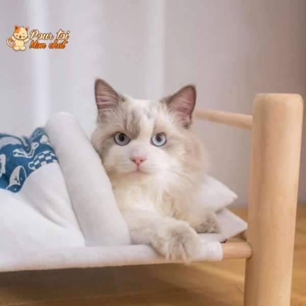 Lit Chaud et Confortable - Lit et Sac de couchage pour Chats - Bedcat™