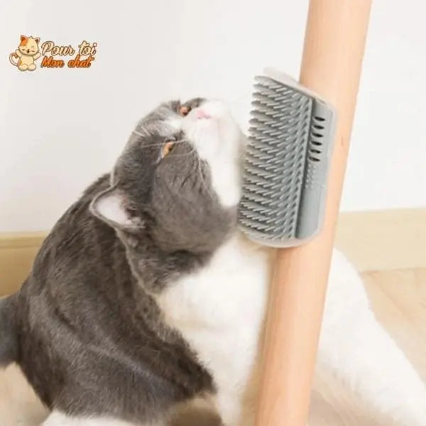 Brosse d’angle, auto-massage pour chats