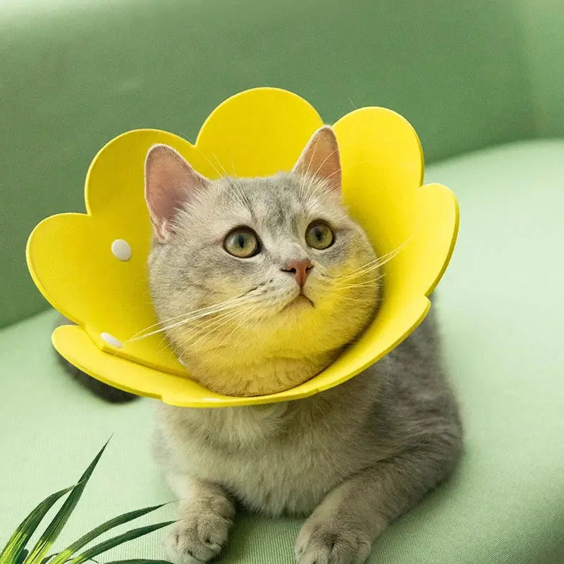 Collerette Chat Réglable et Légère en Forme de Fleur