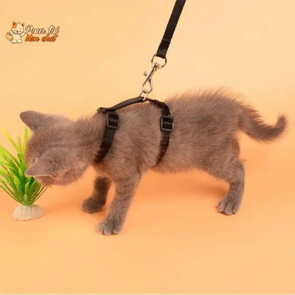 Collier anti-fuite pour chaton