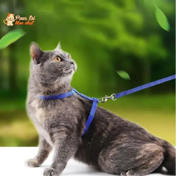 Collier anti-fuite pour chaton