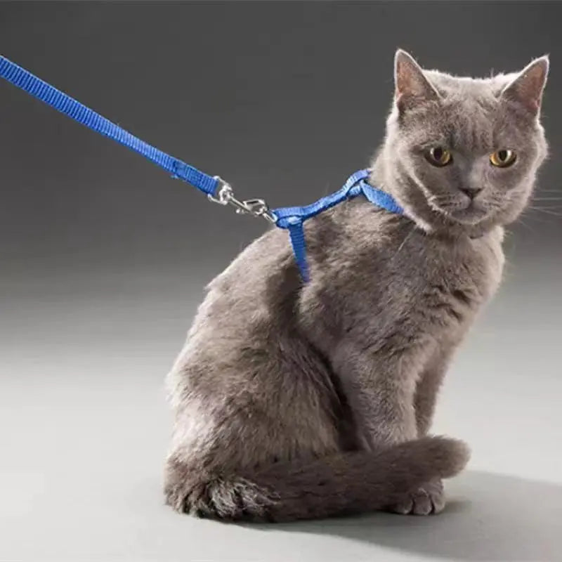 Collier en nylon réglable pour chat