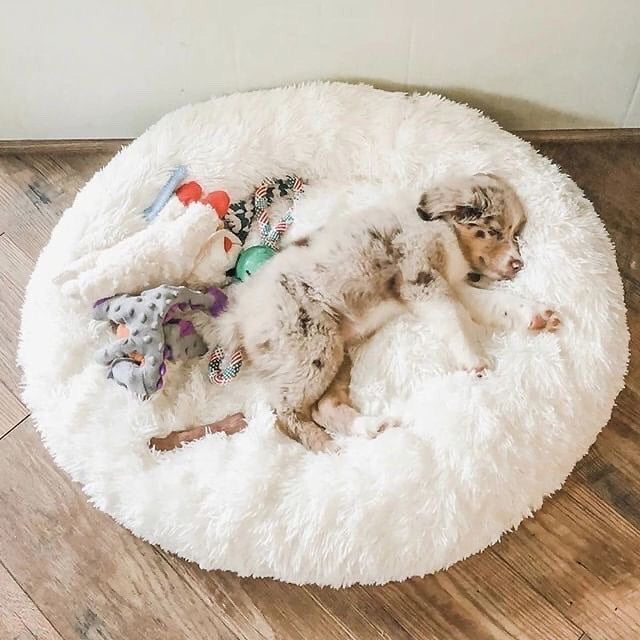 Coussin apaisant pour chien et chat Pleasant