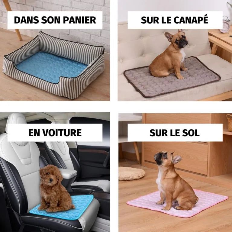 AnimalFreeze | Tapis rafraîchissant pour chien et chat – En promo ! 🔥