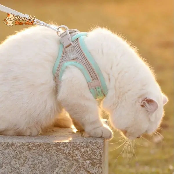 Ensemble de laisse et maille réglable pour chat