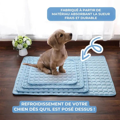 AnimalFreeze | Tapis rafraîchissant pour chien et chat – En promo ! 🔥