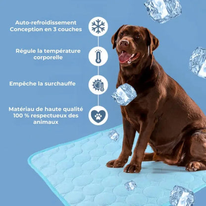 AnimalFreeze | Tapis rafraîchissant pour chien et chat – En promo ! 🔥