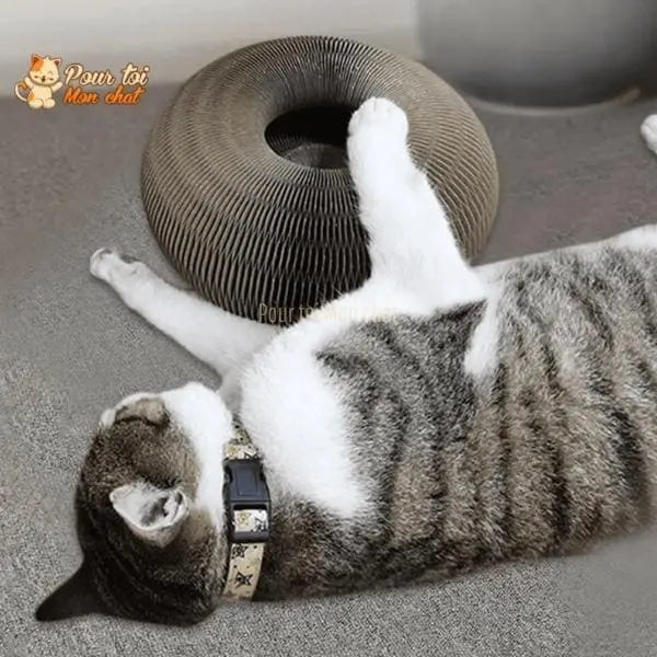 Griffoir magique modulable en jouet pour chat - Accordéon4Cat™