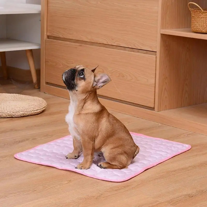 AnimalFreeze | Tapis rafraîchissant pour chien et chat – En promo ! 🔥