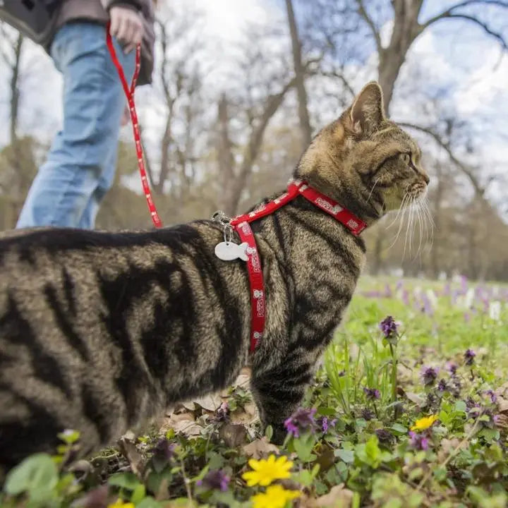 Harnais Chat Anti Fugue avec une Plaque en Forme de Poisson