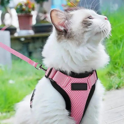 Harnais Chaton Doux et Réfléchissant avec Laisse de Marche