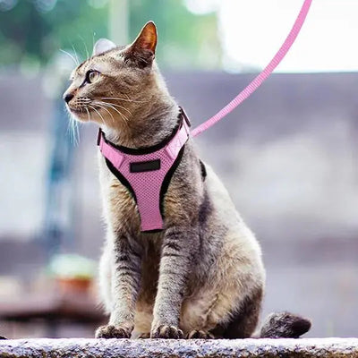 Harnais Chaton Doux et Réfléchissant avec Laisse de Marche