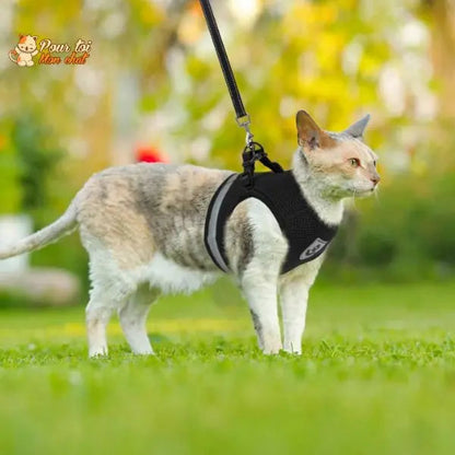 Harnais et laisse respirants pour chat