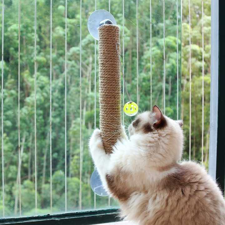 Jouet à gratter avec boule pour chat