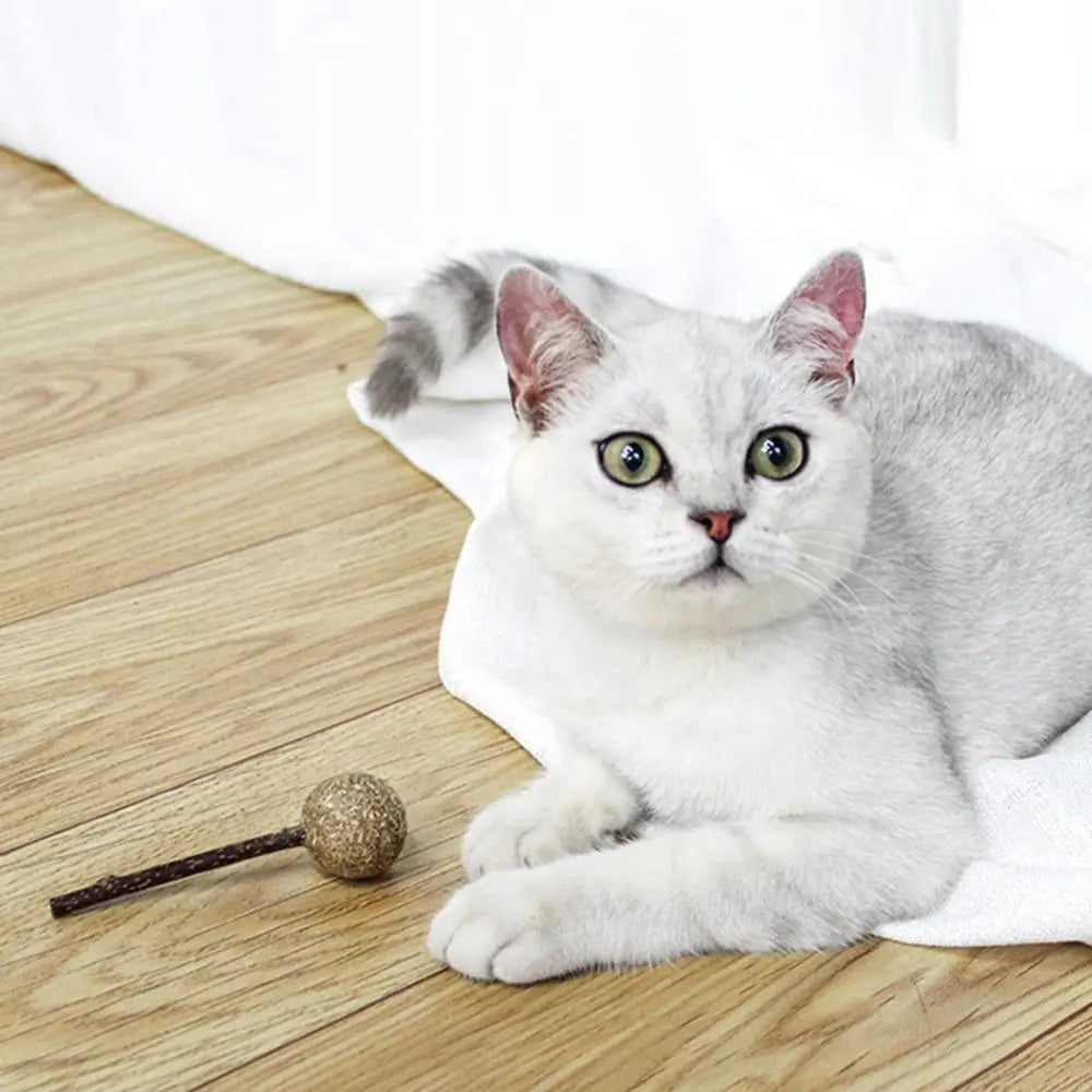 Jouet en herbe à chat en forme de sucette pour chat