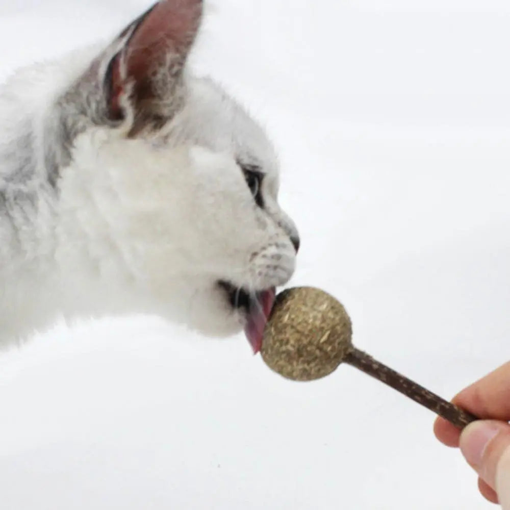 Jouet en herbe à chat en forme de sucette pour chat