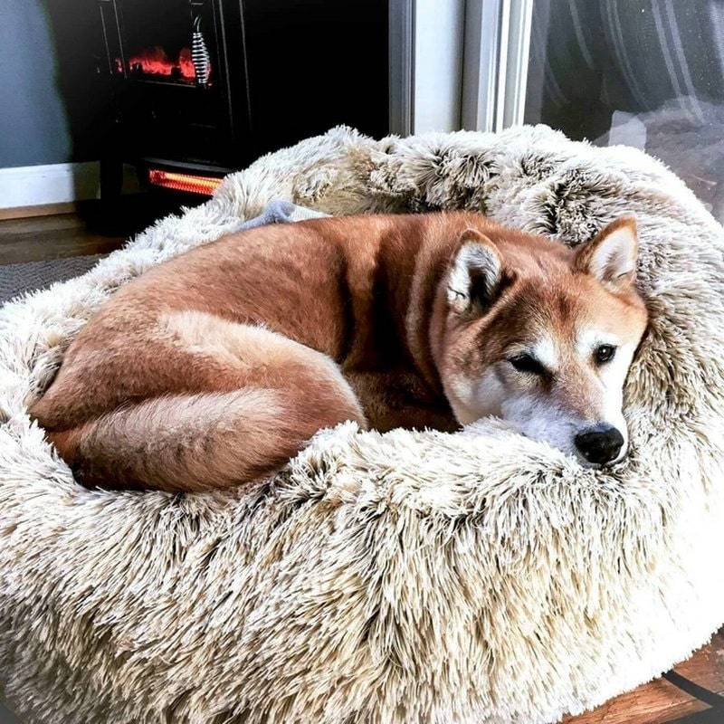 Coussin apaisant pour chien et chat Pleasant