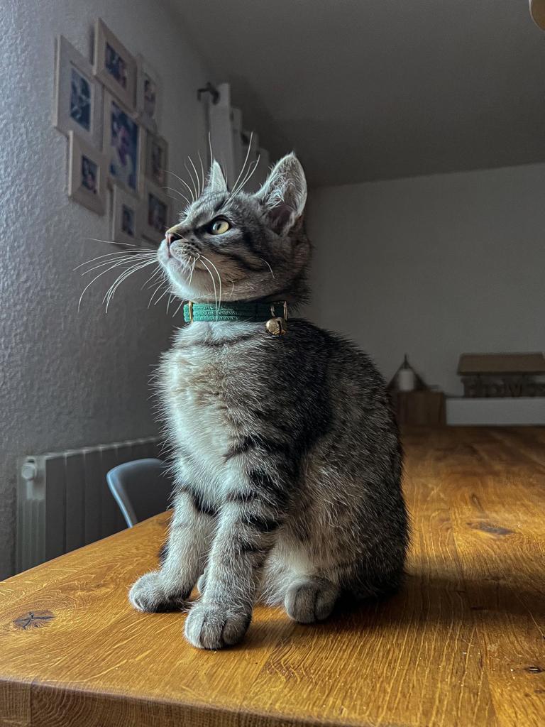 Collier Chat Personnalisé Velours Vert