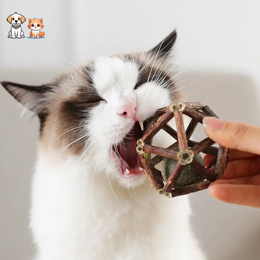 Jouet de bâtonnets en bois avec boule de cataire pour chat