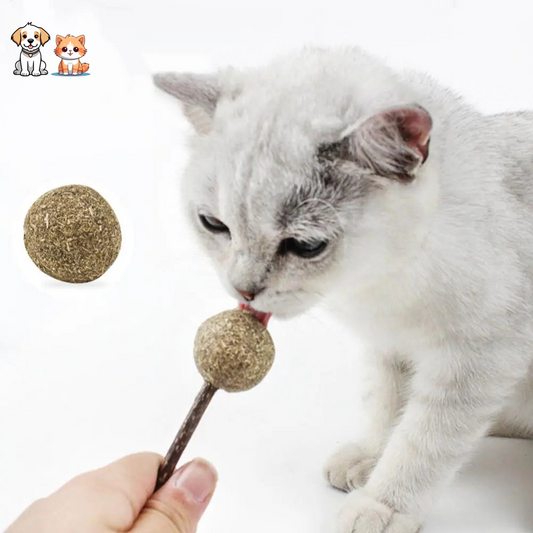 Jouet en herbe à chat en forme de sucette pour chat