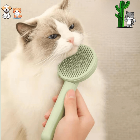 La brosse cactus